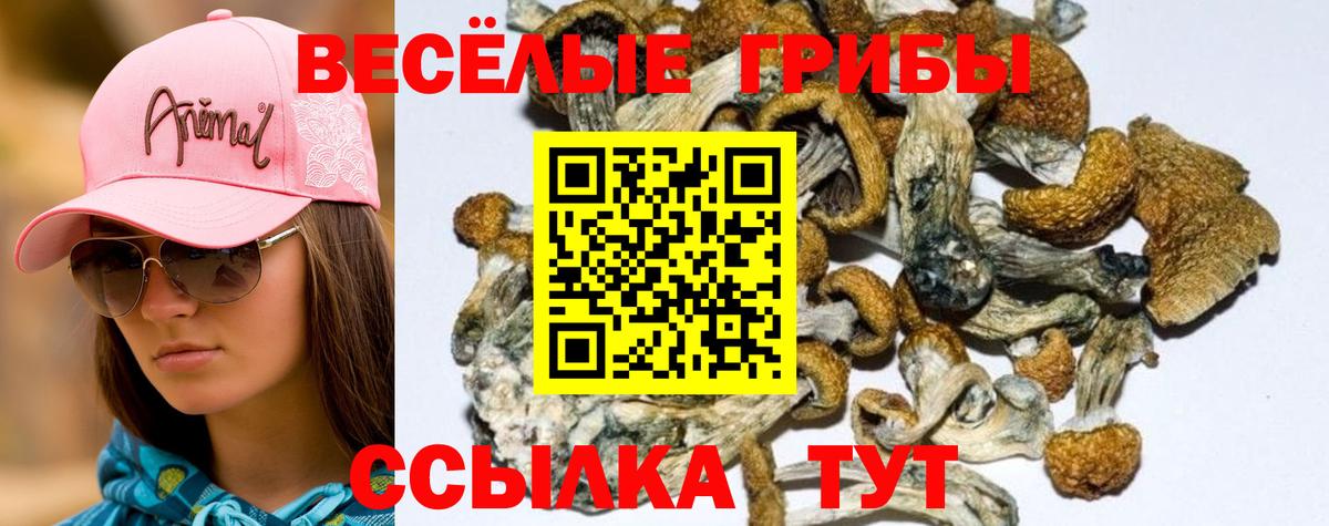 Галлюциногенные грибы Psilocybine cubensis Семилуки
